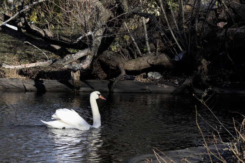 Mute Swan