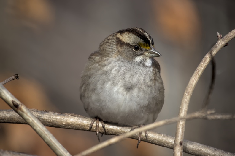 White-throated Sparrow