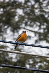 American Robin