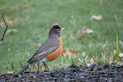 American Robin